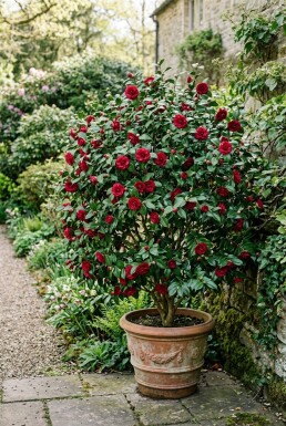 Camellia japonica 'Black Lace'