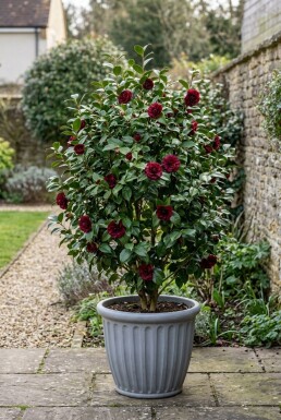 Camellia japonica 'Black Lace'