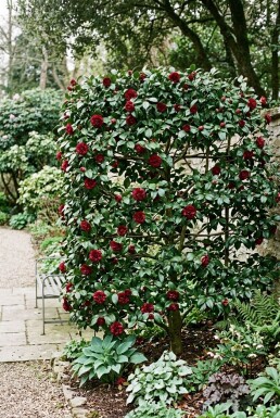 Camellia japonica 'Black Lace' Schirm