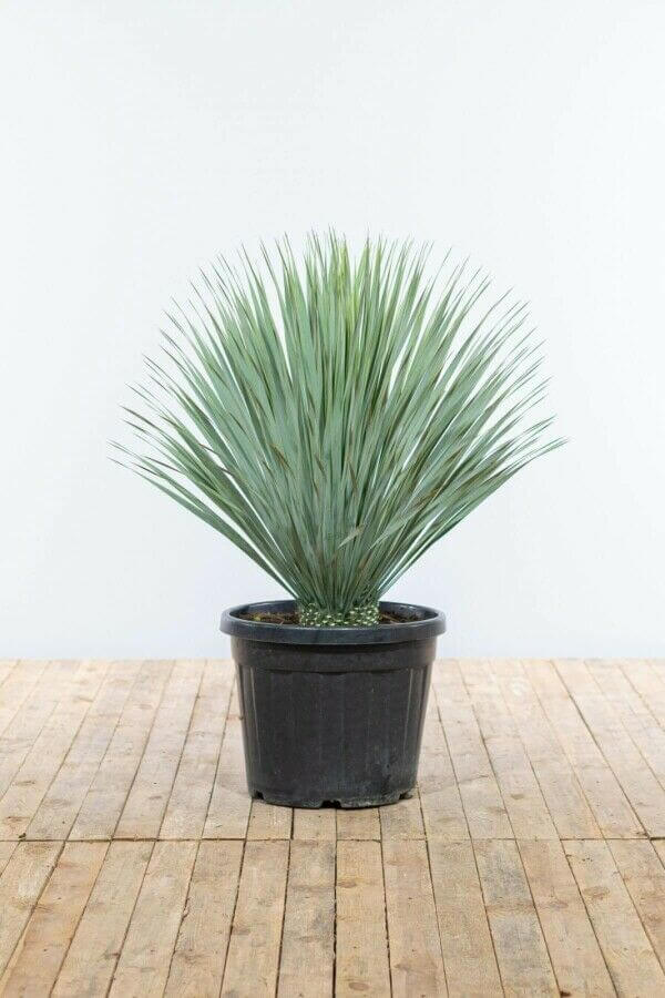 Yucca Rostrata