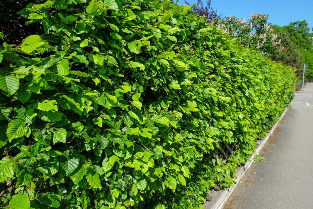 Die Unterschiede zwischen der Hainbuche und der Buchenhecke.