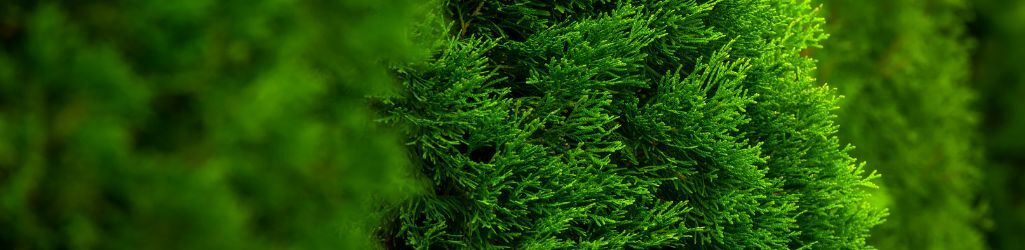 Wann ist die beste Zeit, um eine Hecke zu pflanzen? image