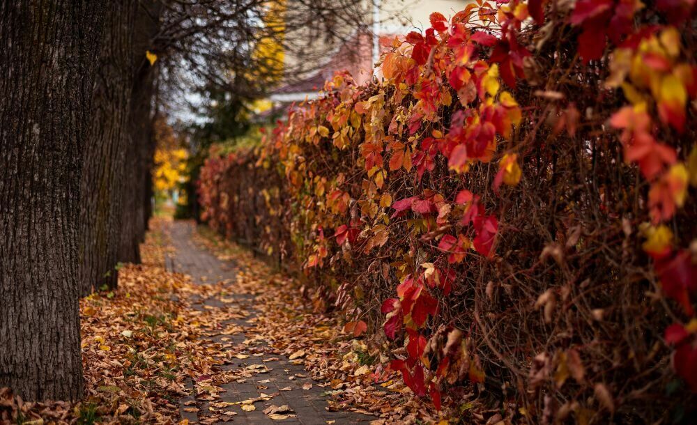 Wann ist die beste Zeit, um eine Hecke zu pflanzen?
