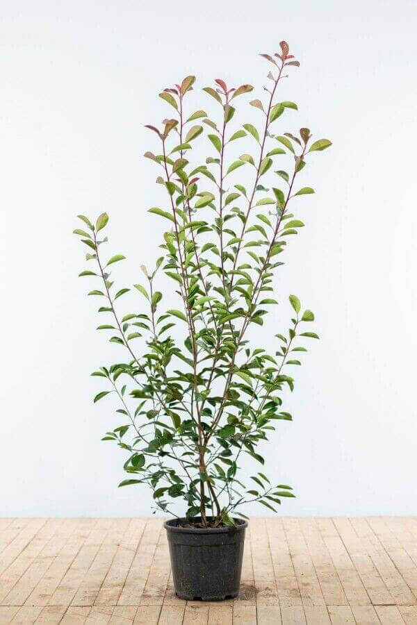 Photinia 