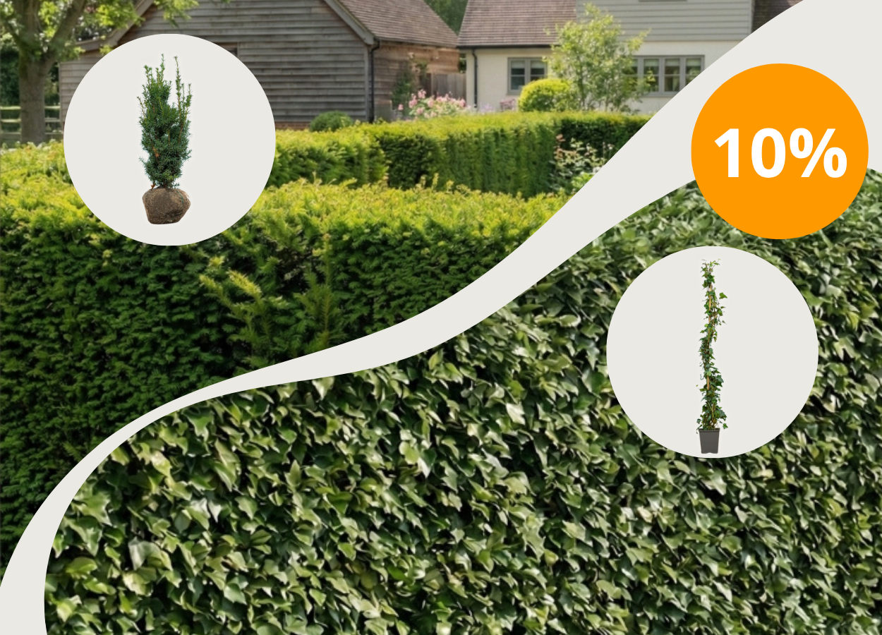 10% Rabatt mit dem Code HECKENPFLANZEN10 auf<br> Hedera Helix + Taxus Media Hillii