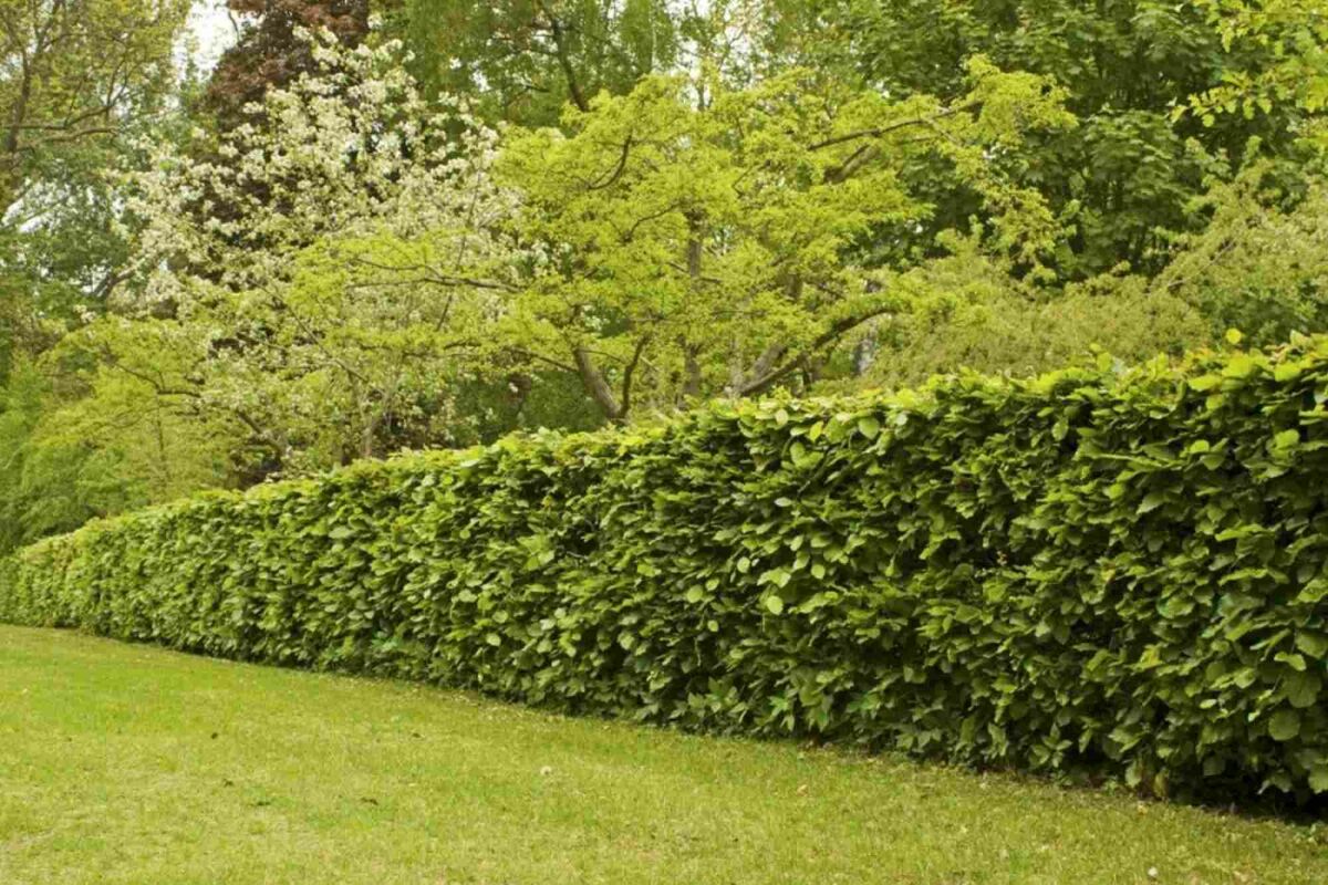 Haustierfreundliche Pflanzen und Hecken: Inspiration für einen sicheren Garten image