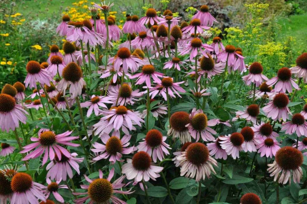 Haustierfreundliche Pflanzen und Hecken: Inspiration für einen sicheren Garten image