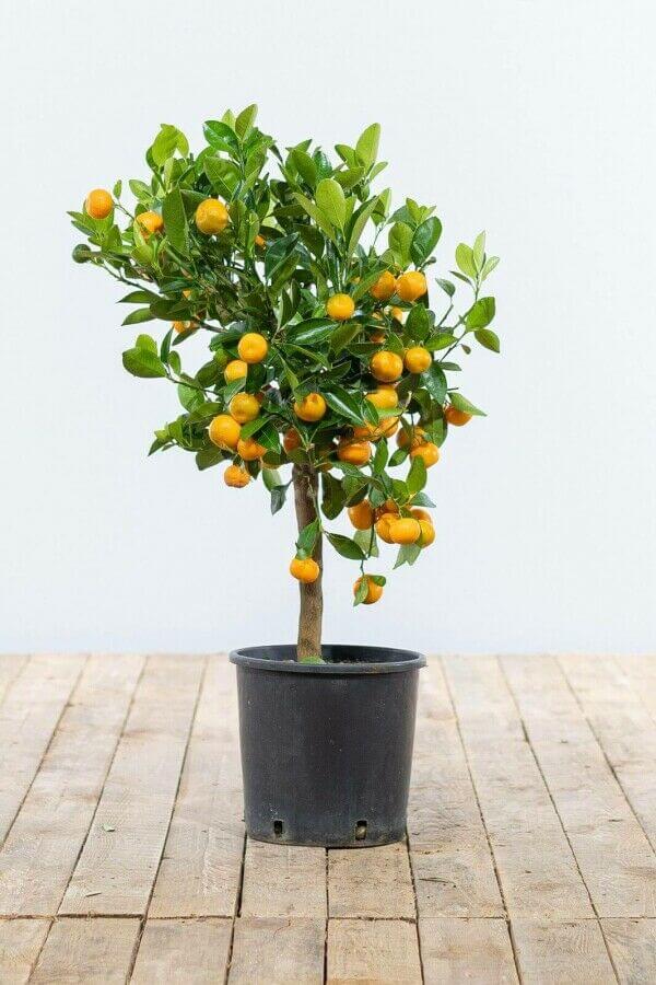 Citrus mitis 'Calamondin'