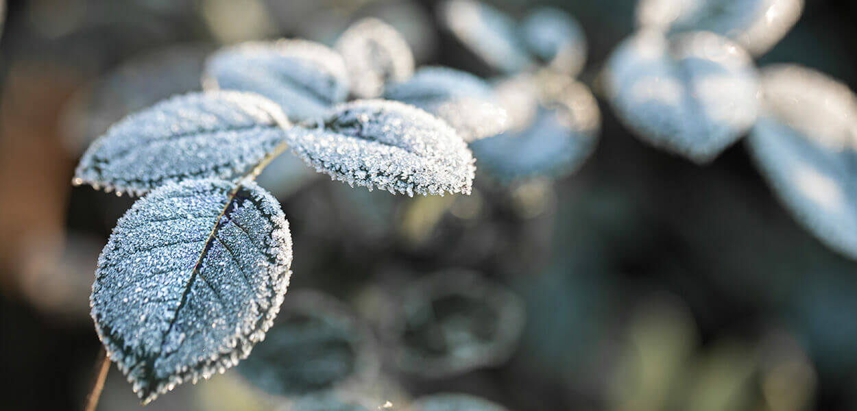 Winterhärtezonen