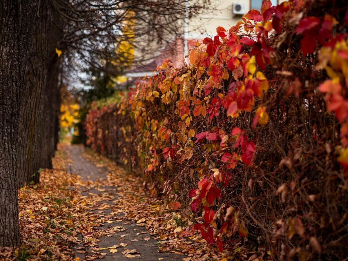 Wann ist die beste Zeit, um eine Hecke zu pflanzen? image