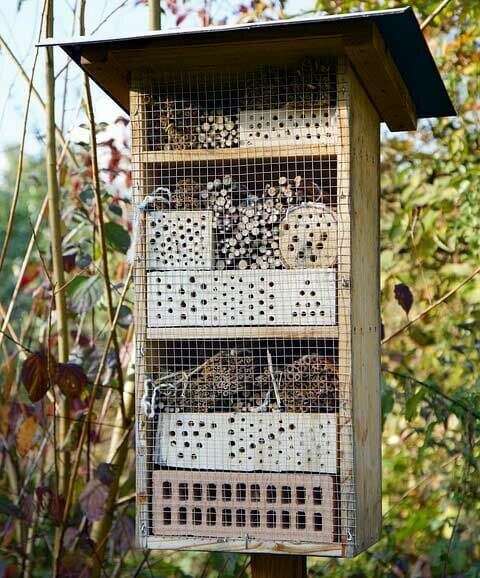 Honigpflanzen für ein Bienenparadies!