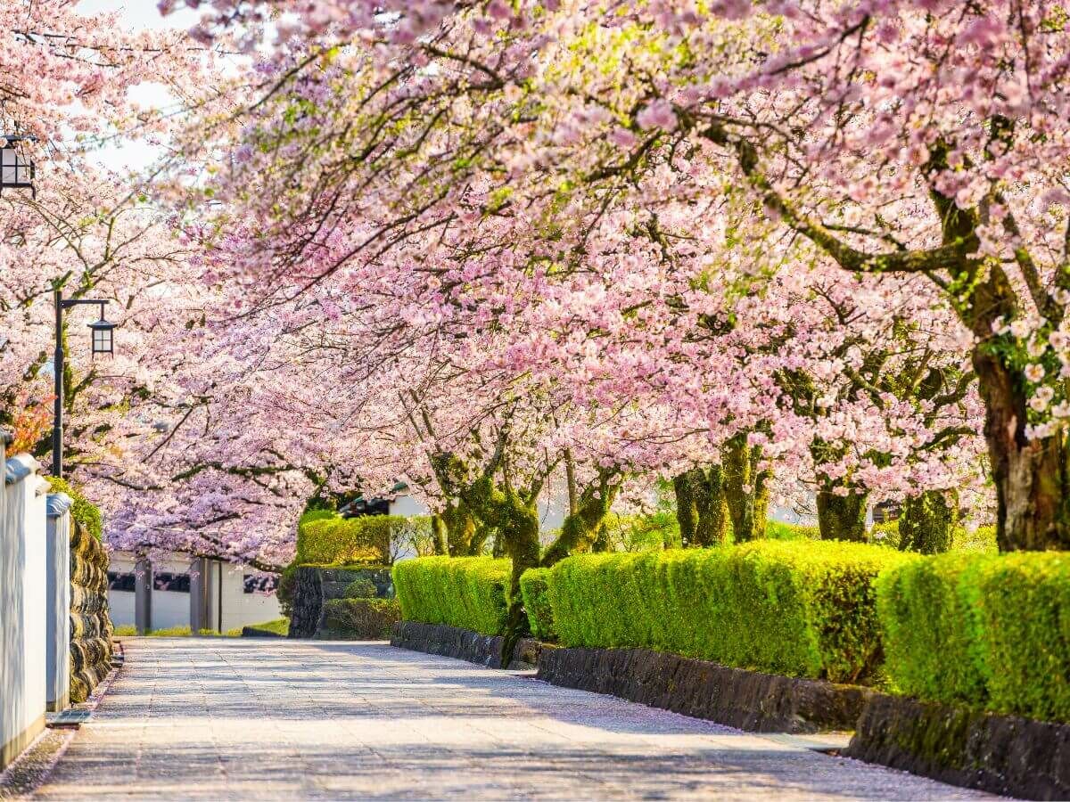 Wann ist die beste Zeit, um eine Hecke zu pflanzen? image