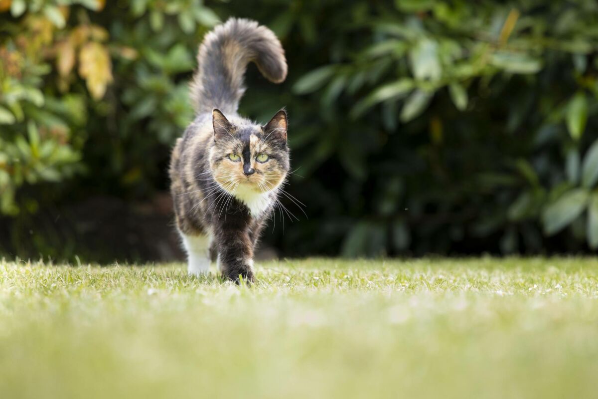 Haustierfreundliche Pflanzen und Hecken: Inspiration für einen sicheren Garten image