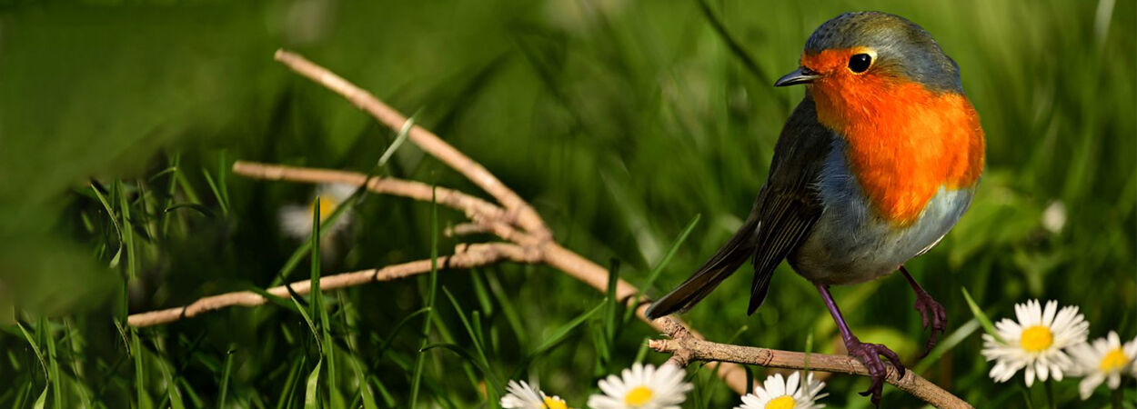 Verwandeln Sie Ihren Garten in ein Vogelparadies