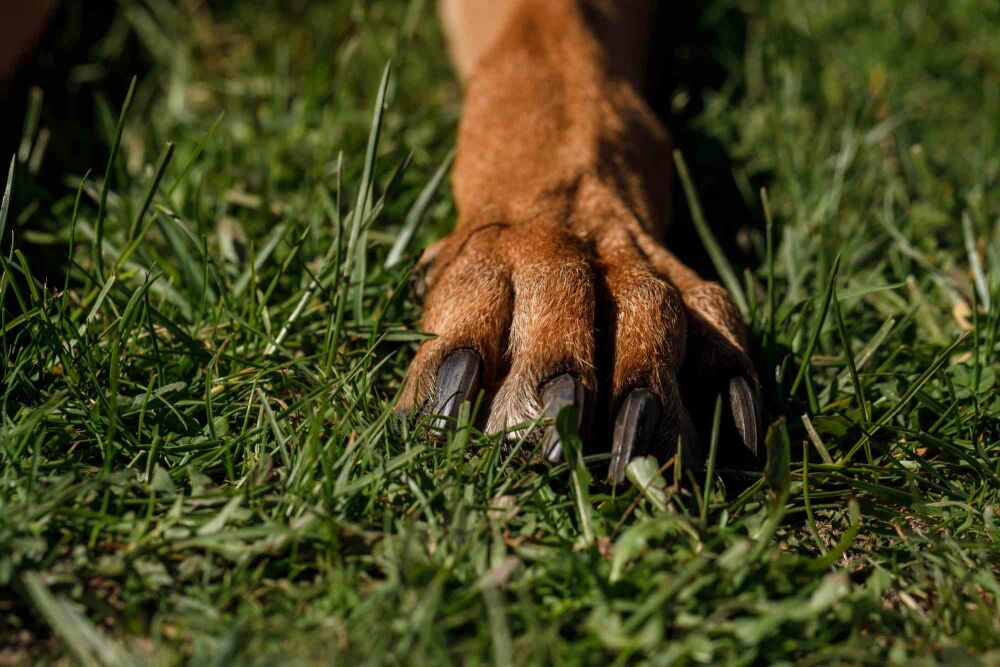 Haustierfreundliche Pflanzen und Hecken: Inspiration für einen sicheren Garten