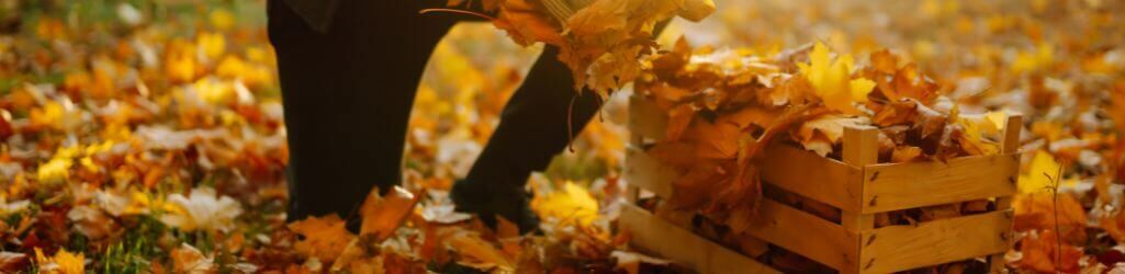 So nutzen Sie Herbstlaub clever als natürlichen Schutz für Ihren Garten image