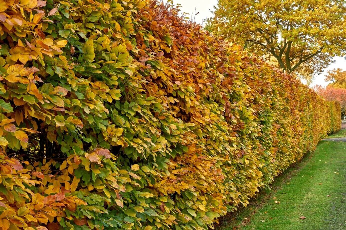 Die Unterschiede zwischen der Hainbuche und der Buchenhecke.