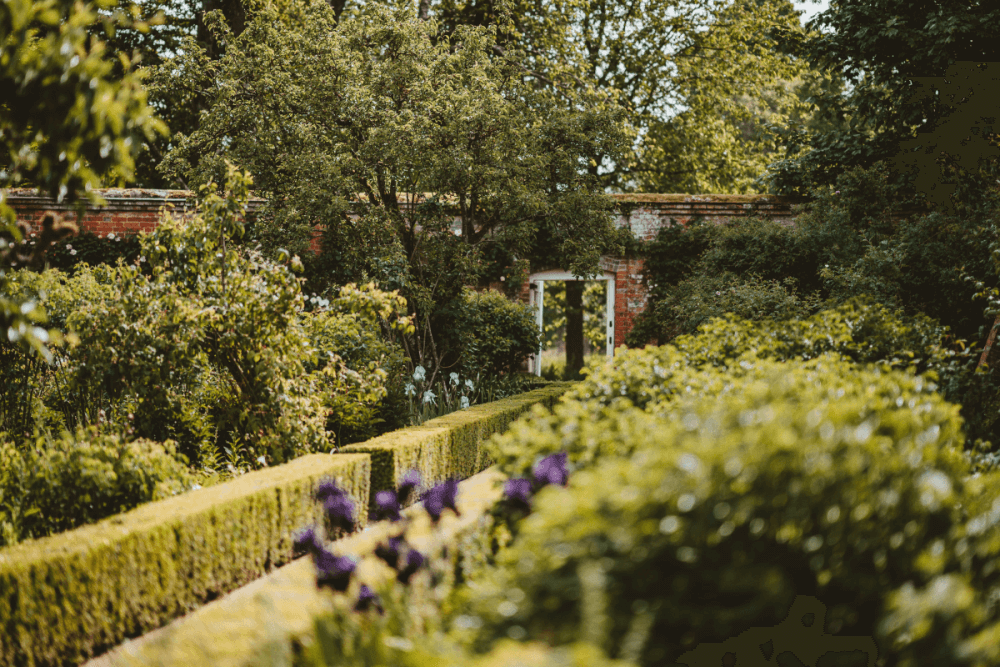 Heckenpflanzen sind mehr als nur eine tolle Möglichkeit, Ihren Garten abzugrenzen