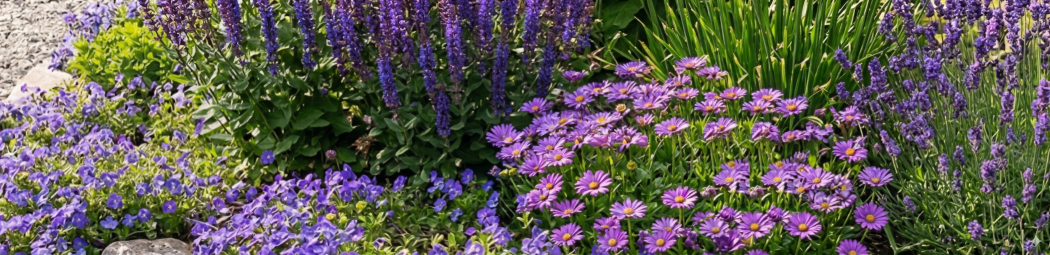 Top 5 Lila Stauden image