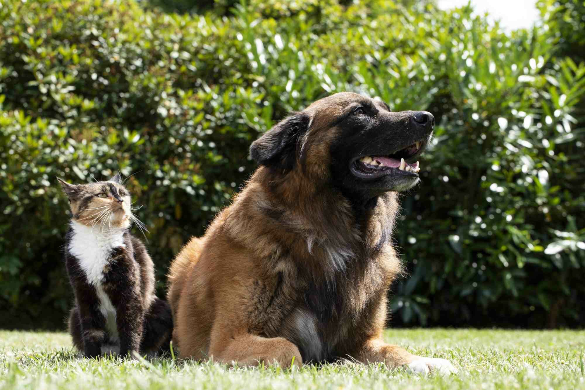 Haustierfreundliche Pflanzen und Hecken: Inspiration für einen sicheren Garten