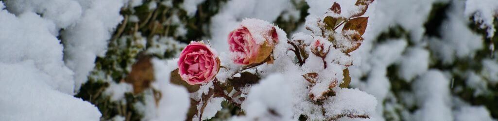  So schützen Sie Ihre Gartenpflanzen vor Frost – ganz ohne Plastik oder Vlies image