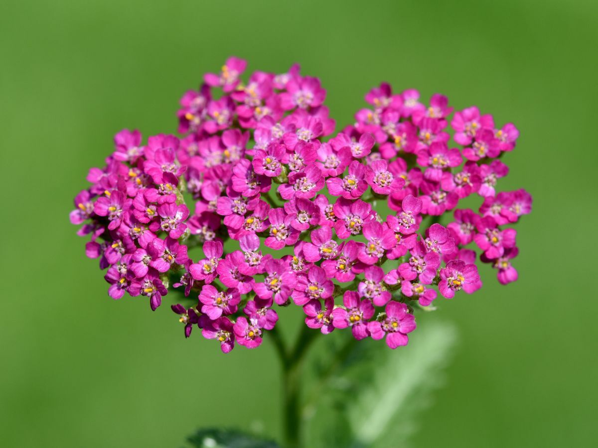 Top 7 Präriepflanzen für einen natürlichen Garten image
