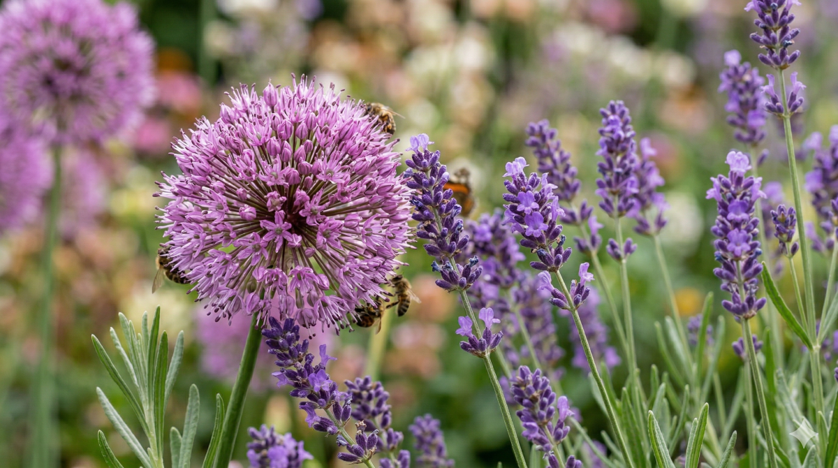 Top 5 Lila Stauden image