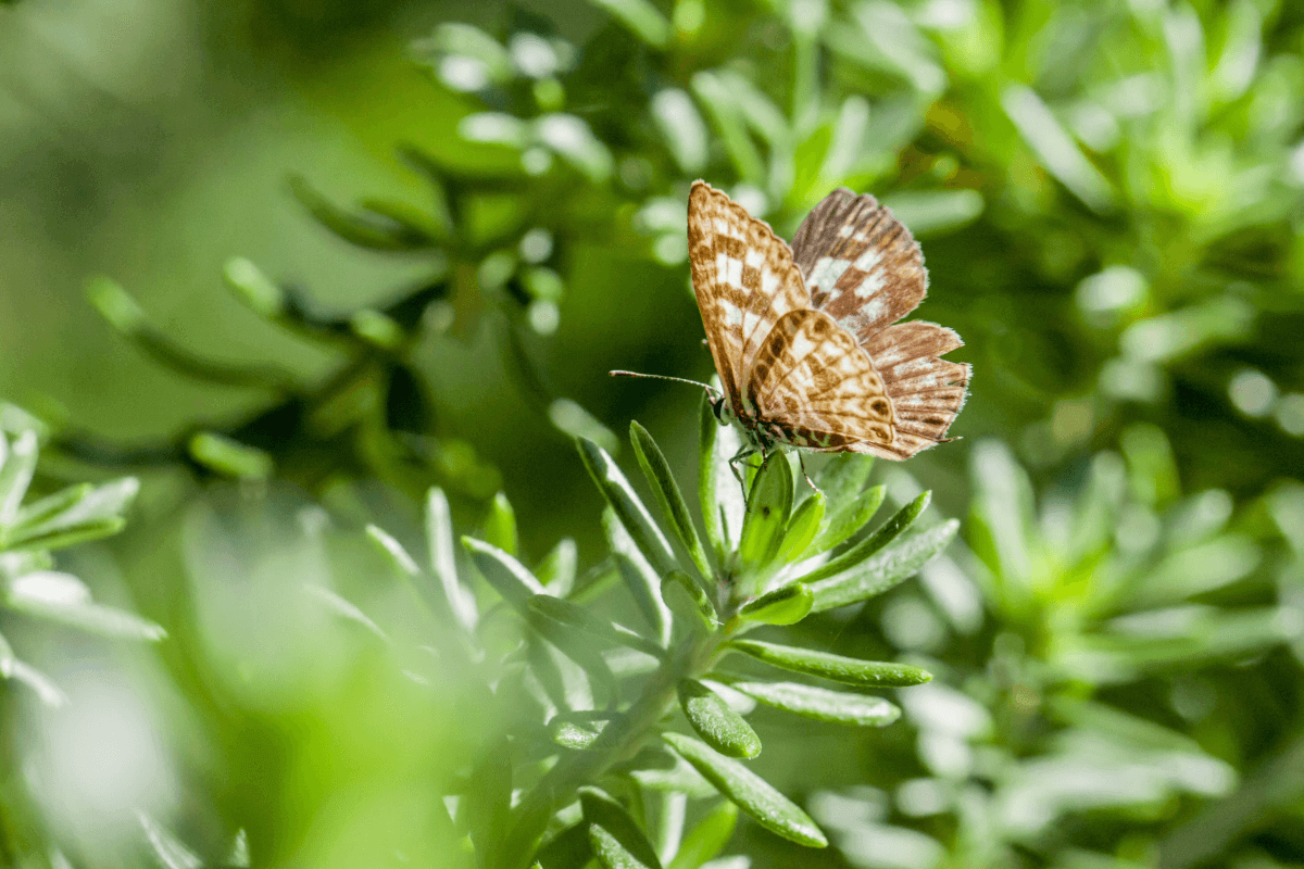 Wie können Sie Ihren Garten nachhaltig gestalten?