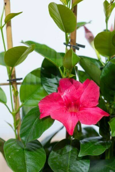 Mandevilla sanderi