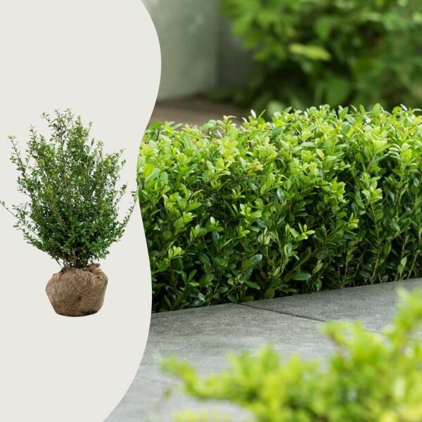 Ilex 'Caroline Upright'