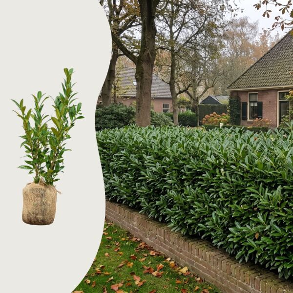 Kirschlorbeer ‘Otto Luyken’