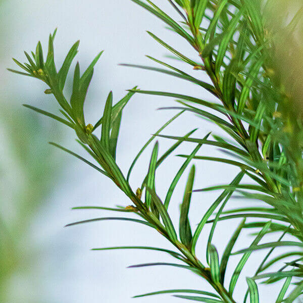 Taxus media ‘Hicksii’