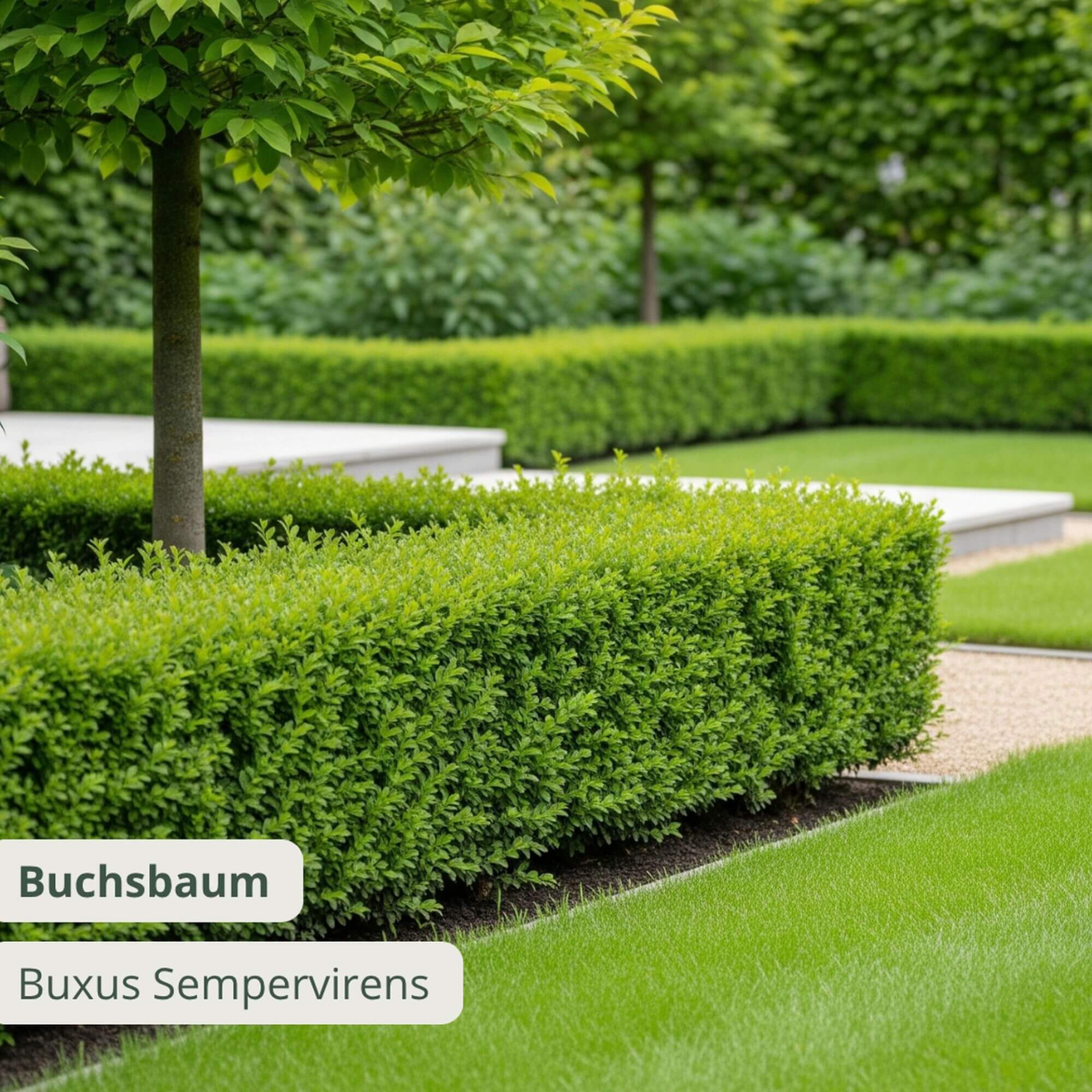 Taxus