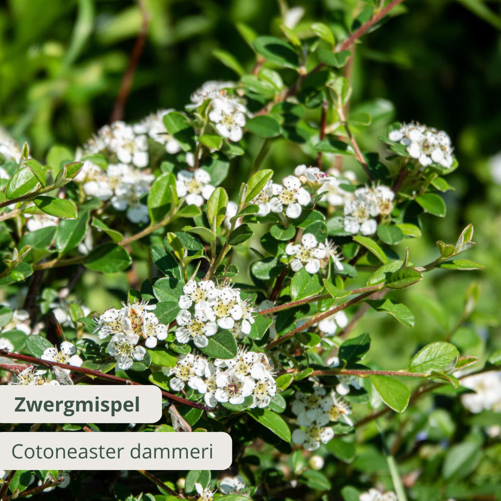 Zwergmispel