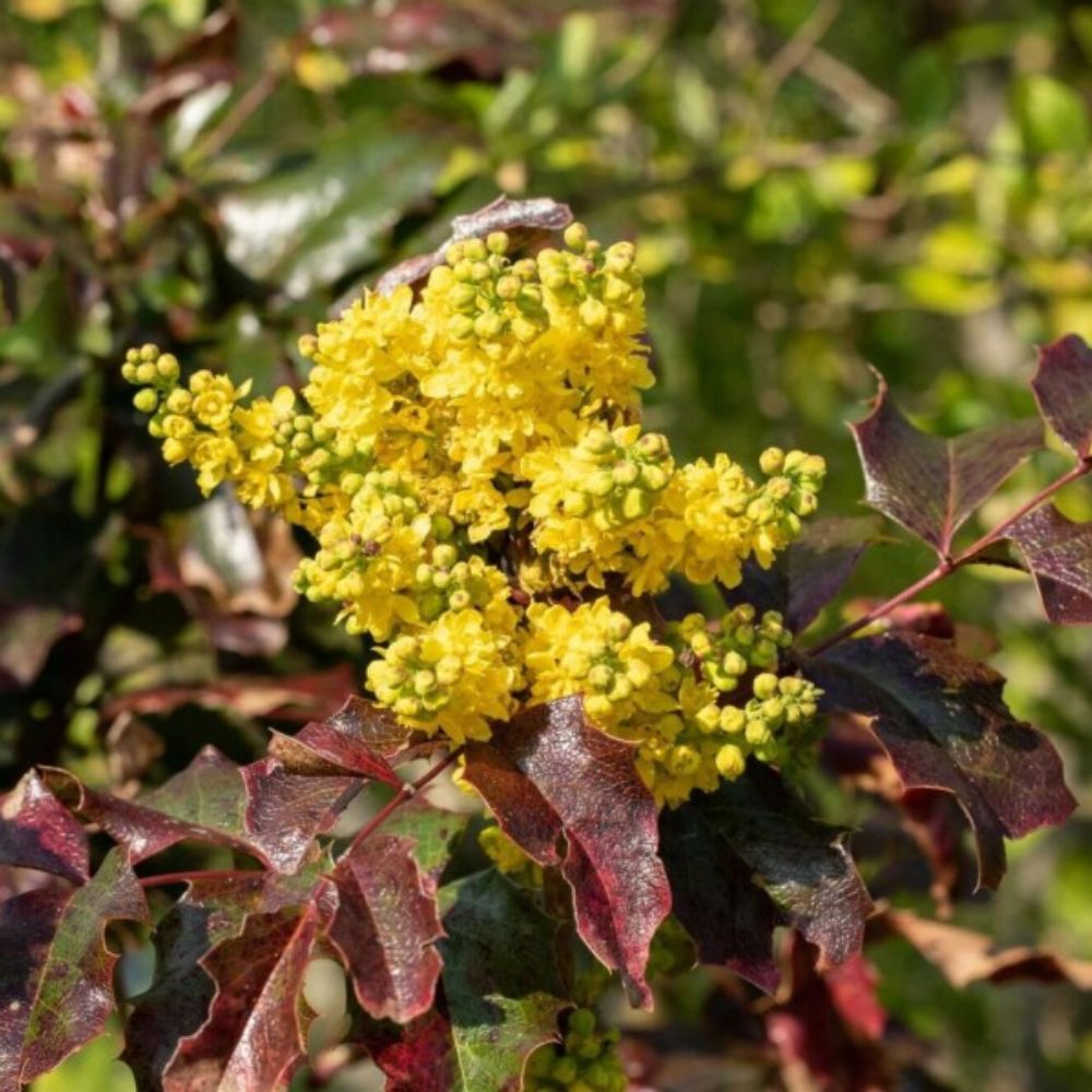 Populaire plant in 2025